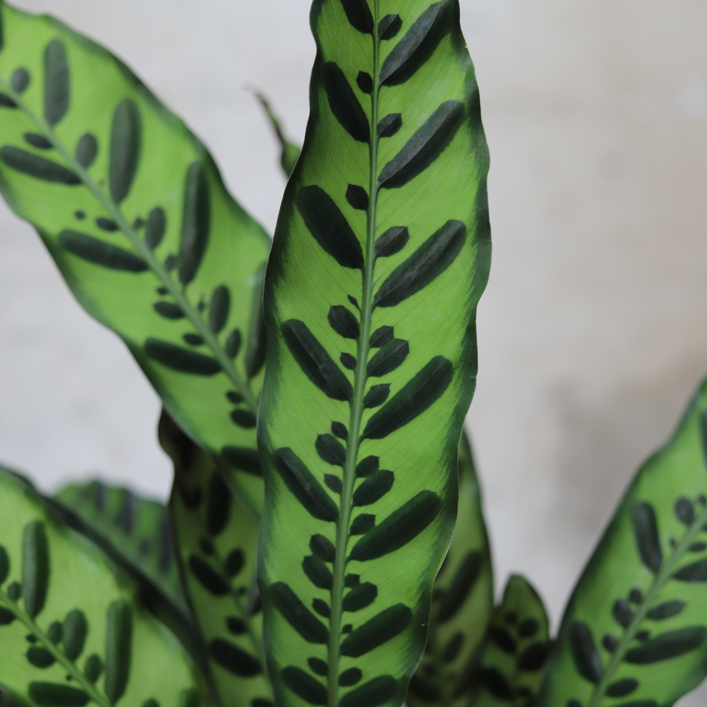 Calathea Lancifolia Insignis