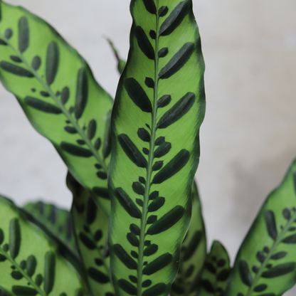 Calathea Lancifolia Insignis