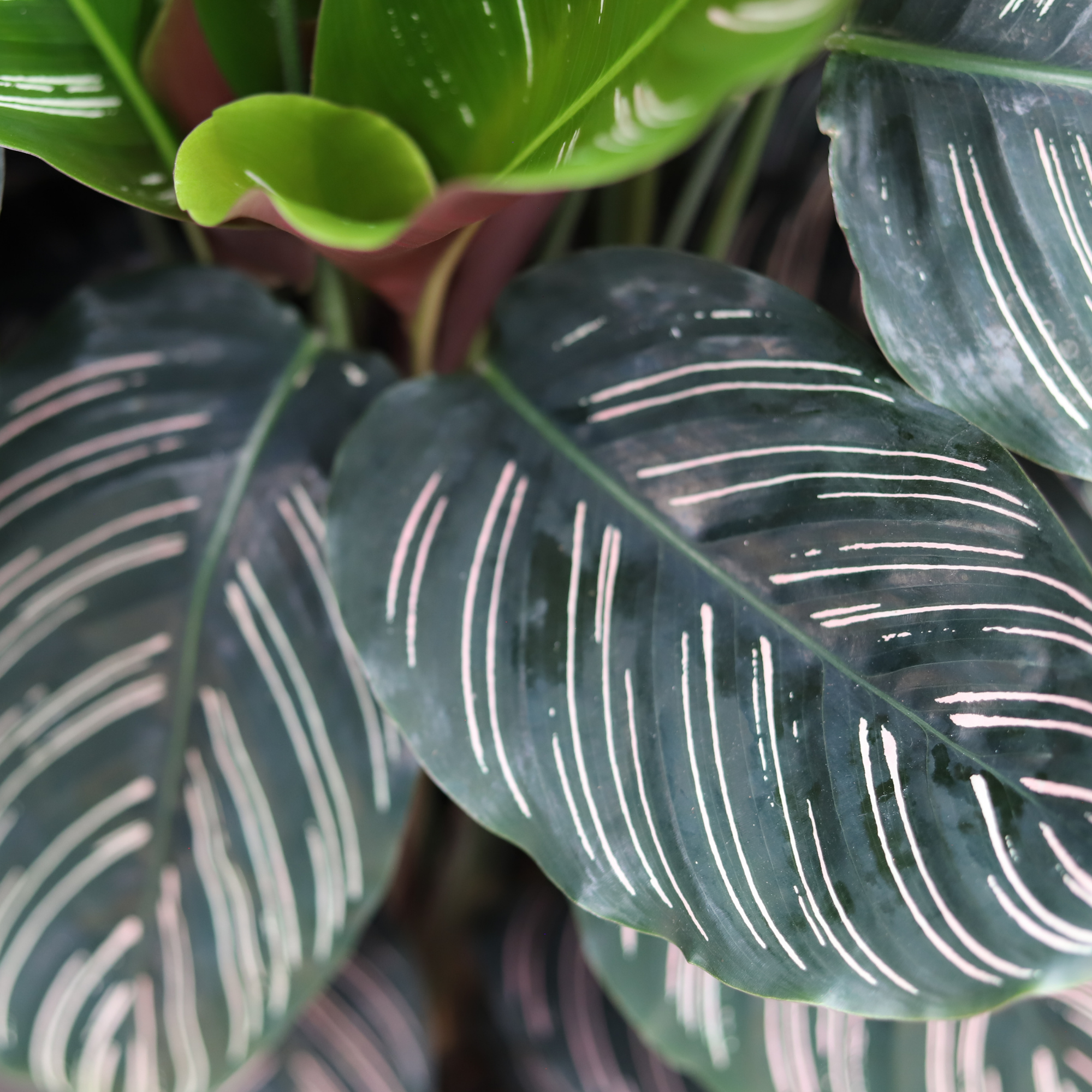 Calathea Ornata