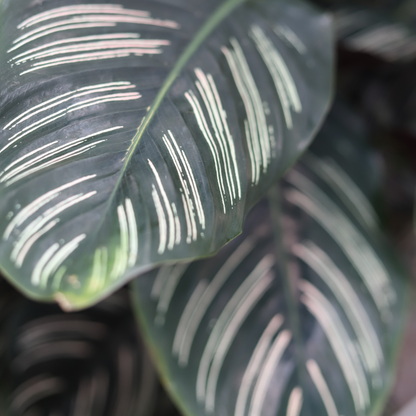 Calathea Ornata