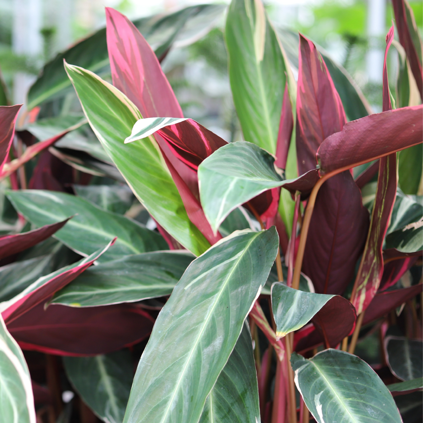 Calathea Triostar