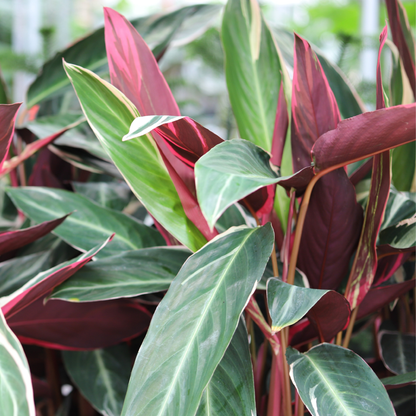 Calathea Triostar