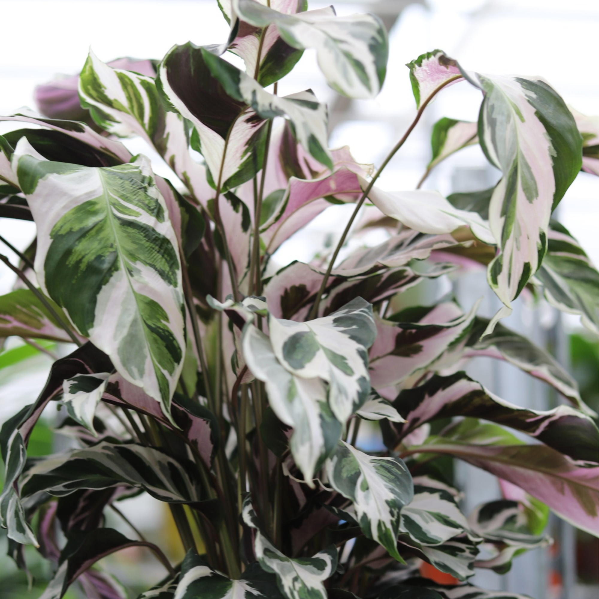 Calathea White Fusion