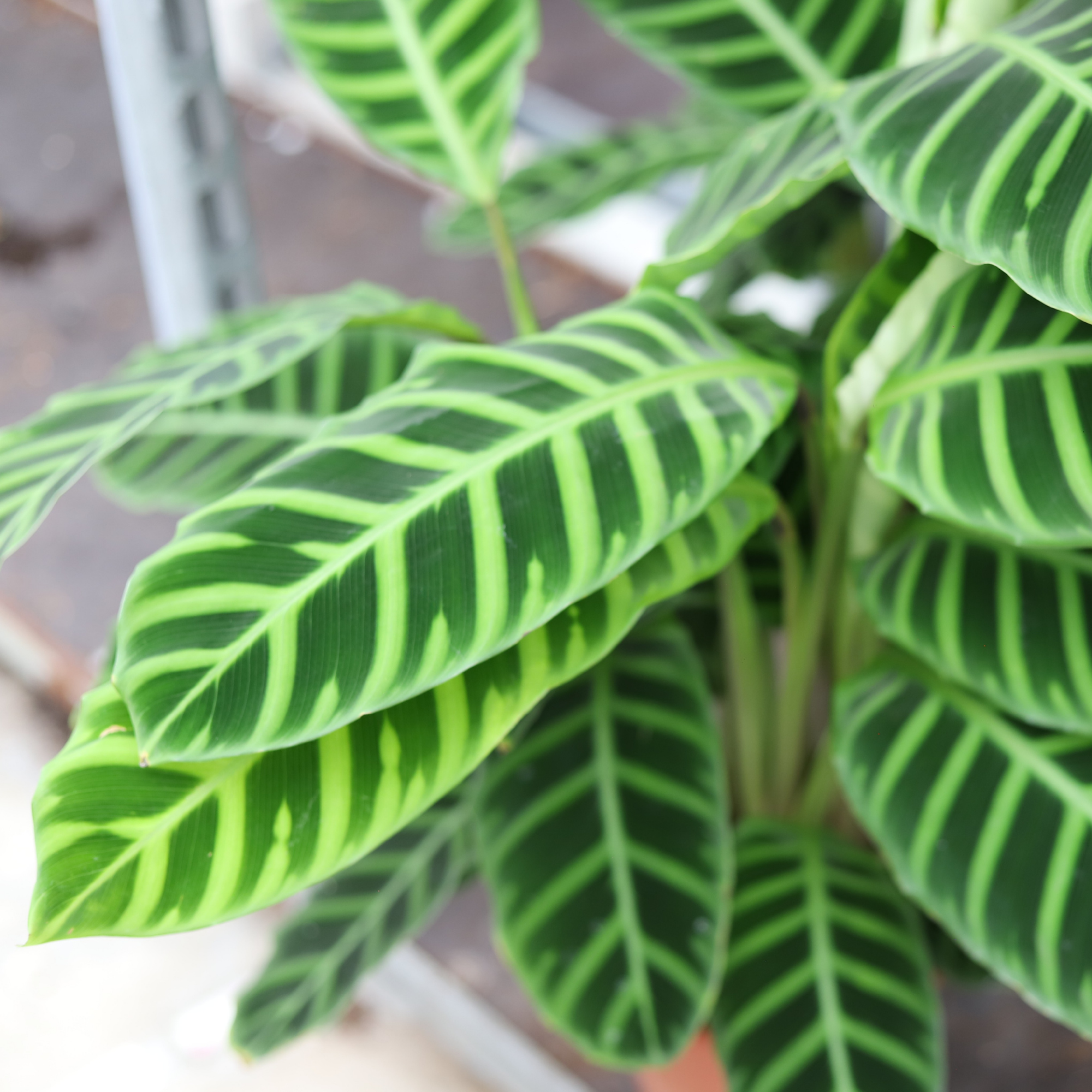 Calathea Zebrina