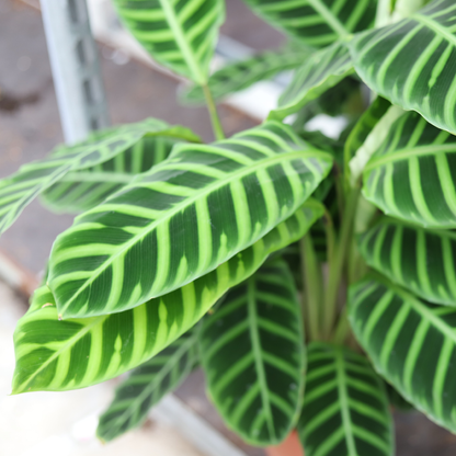 Calathea Zebrina