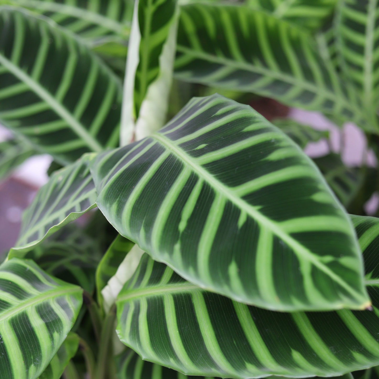 Calathea Zebrina