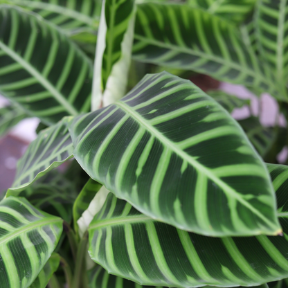 Calathea Zebrina