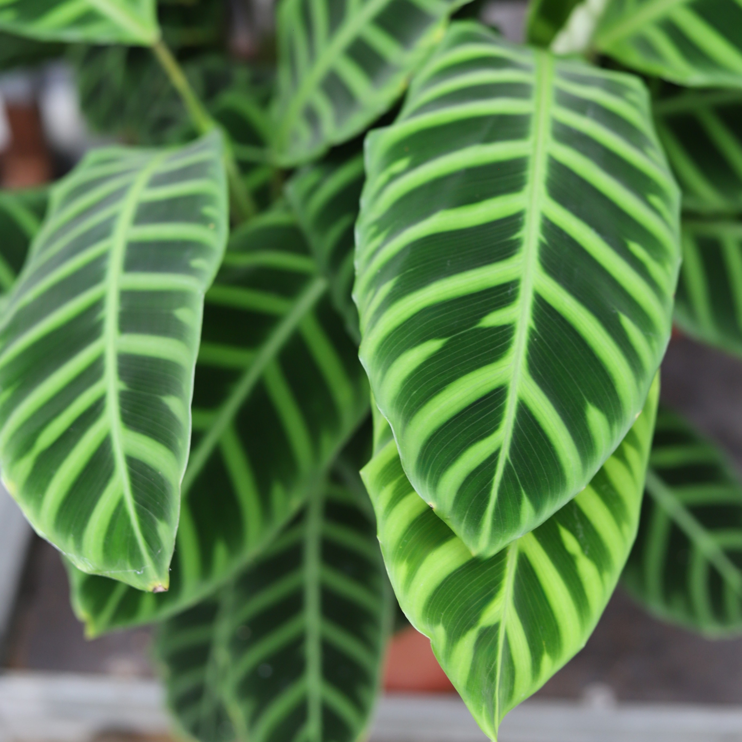 Calathea Zebrina