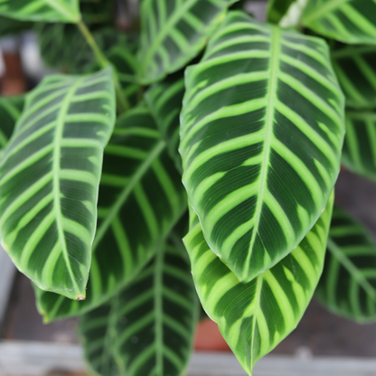 Calathea Zebrina