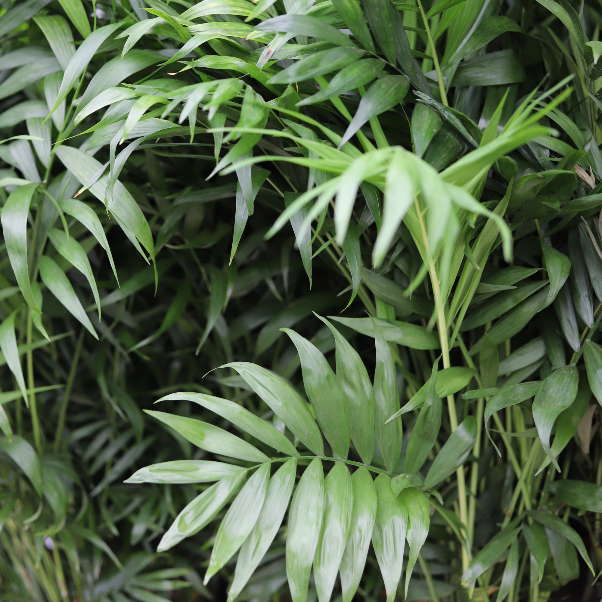 Chamaedorea Elegans