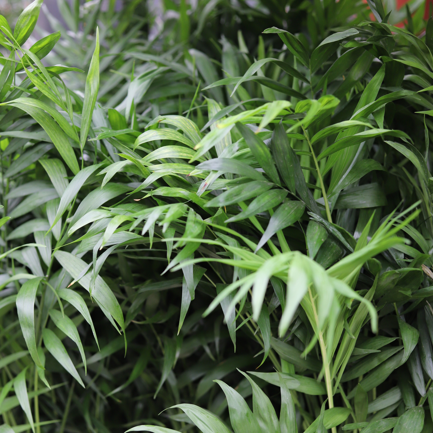 Chamaedorea Elegans