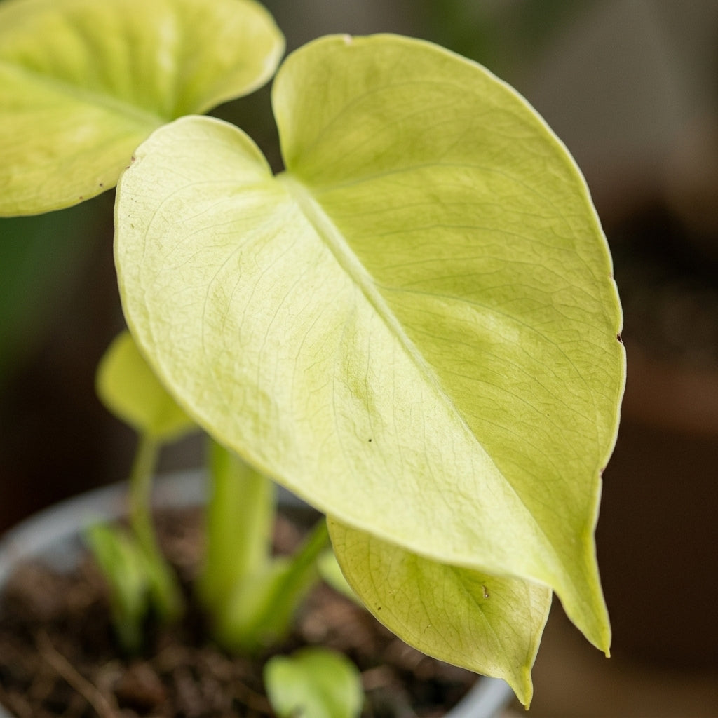 Monstera Deliciosa Golden