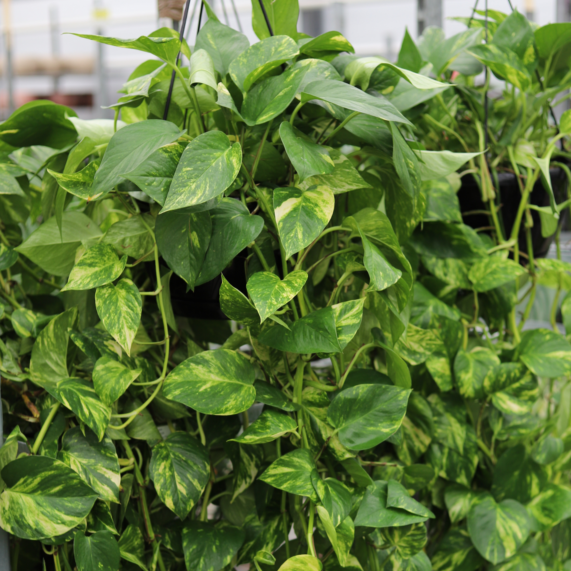 Epipremnum Aureum