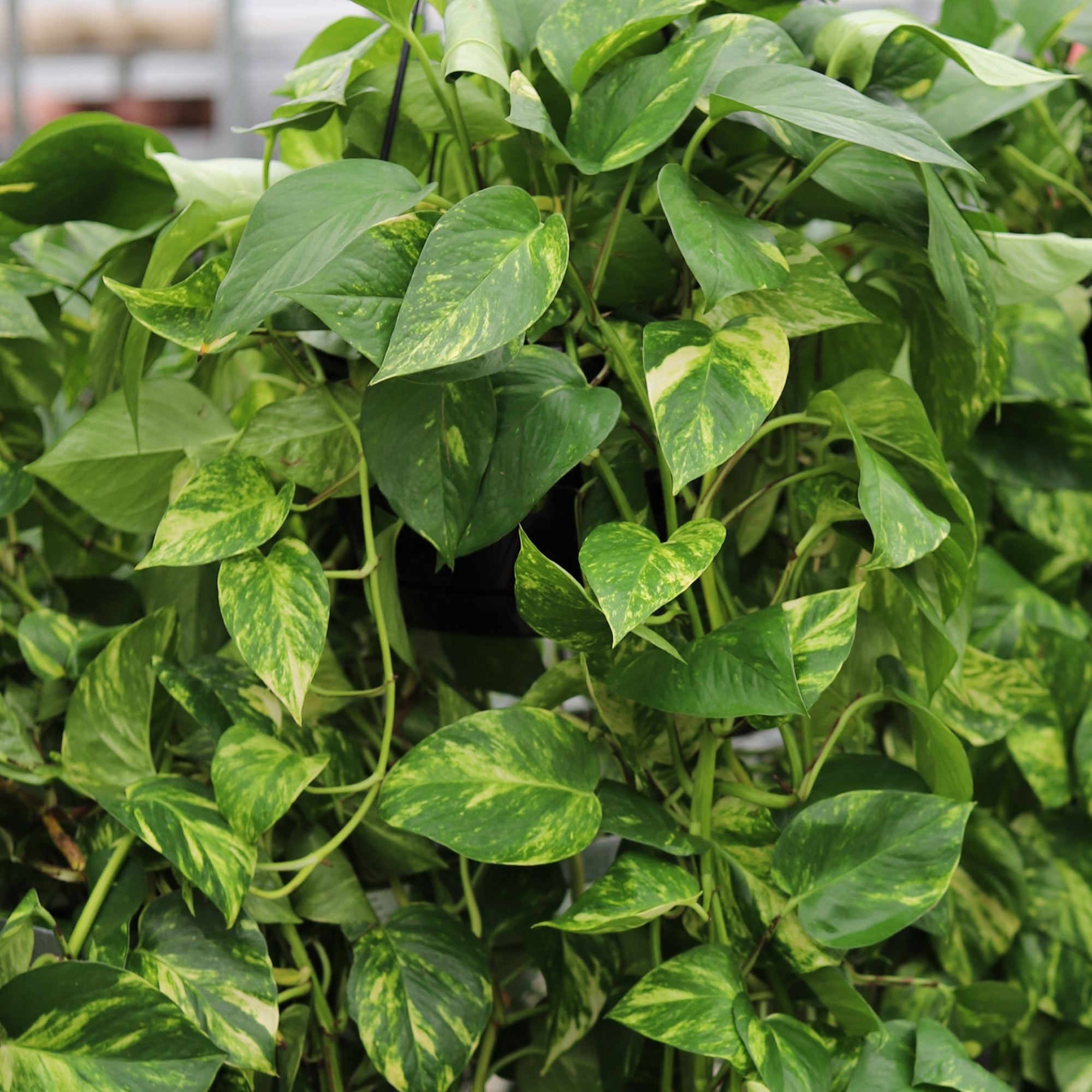Epipremnum Aureum