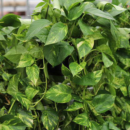 Efeutute (Epiprennum Aureum)