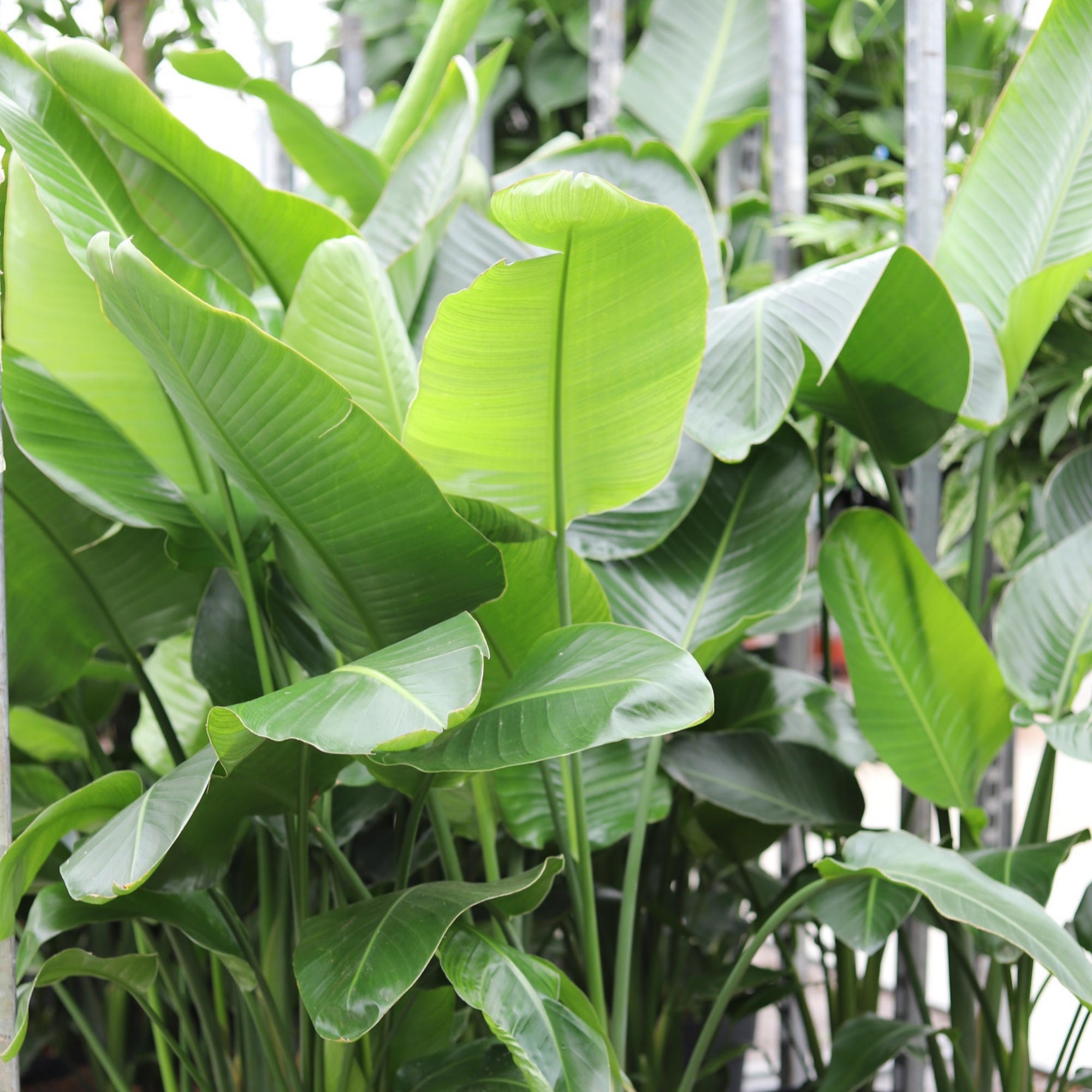 Strelitzia Nicolai