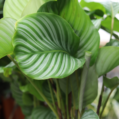 Calathea Orbifolia