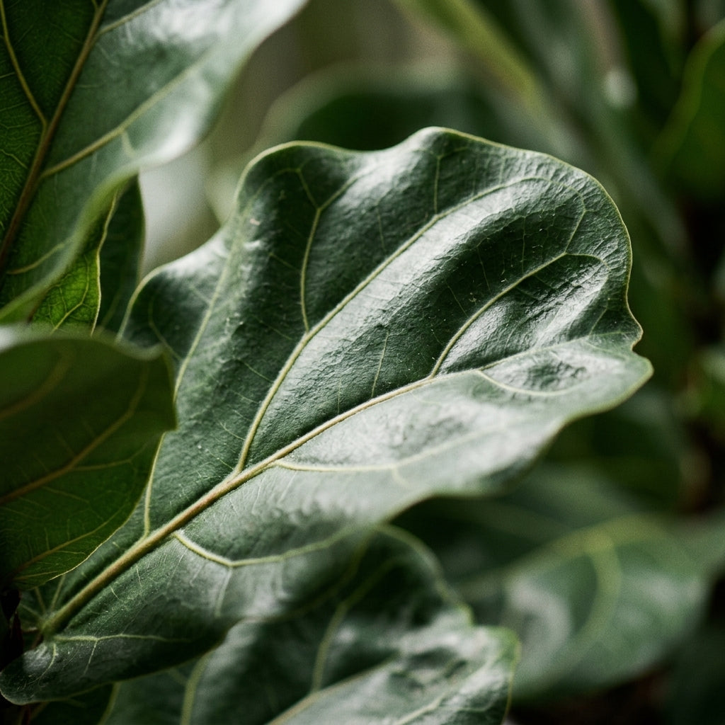 Ficus Lyrata