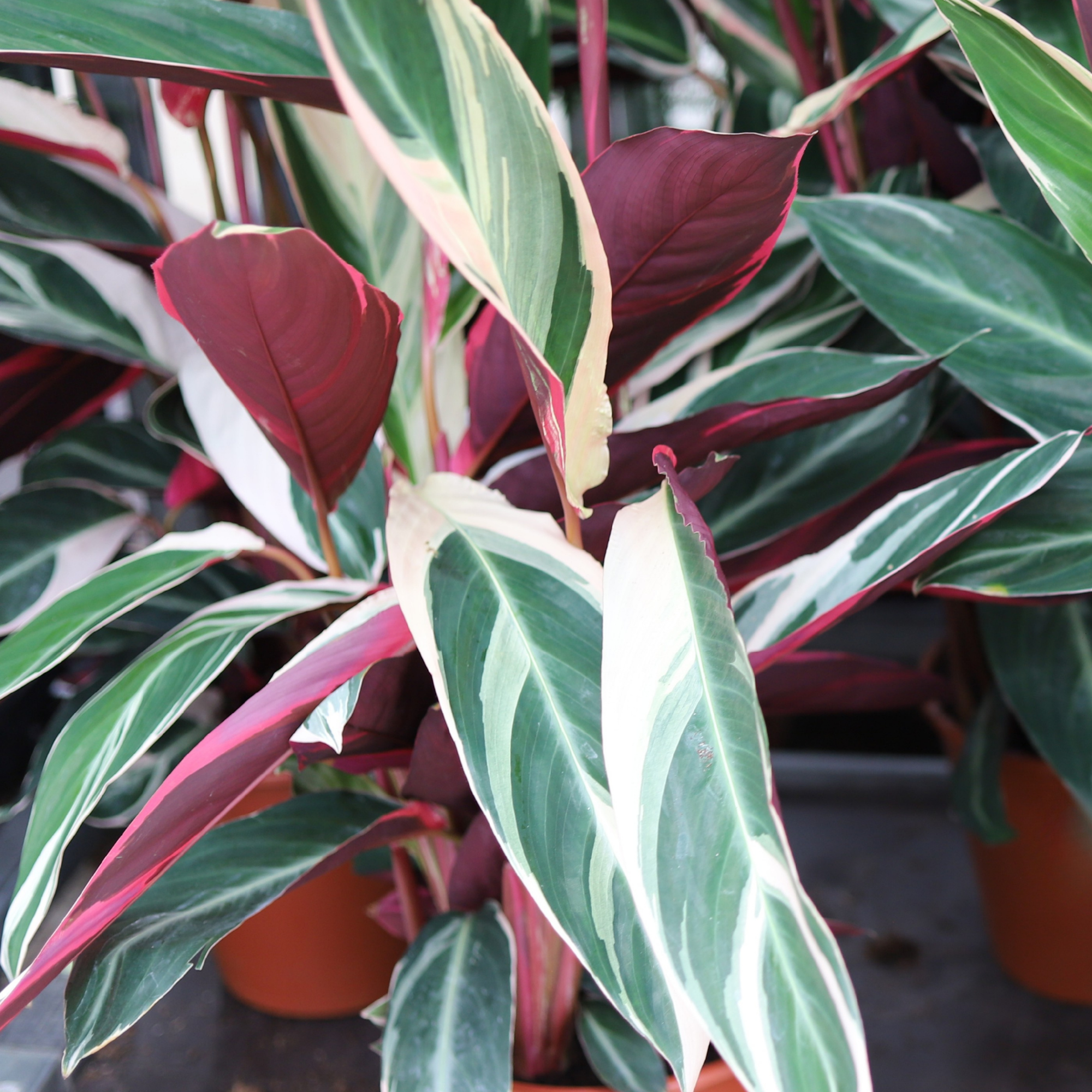 Calathea Triostar