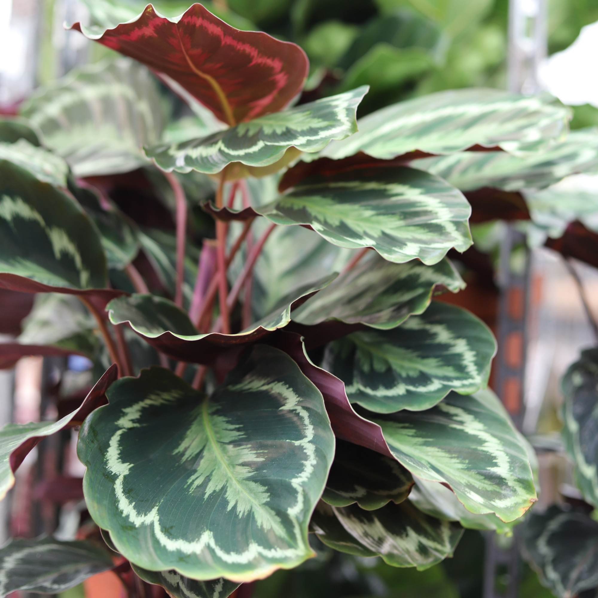 Calathea Medallion