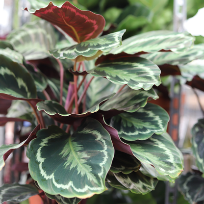 Calathea Medallion