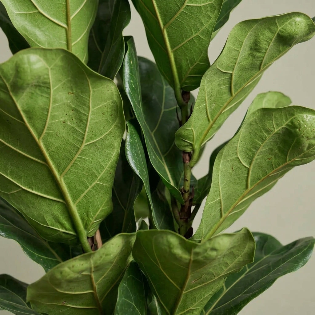 Ficus Lyrata