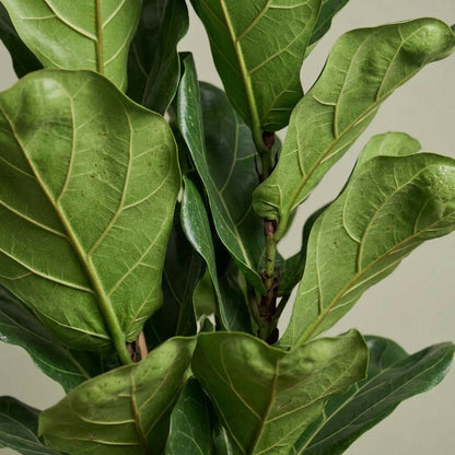 Ficus Lyrata