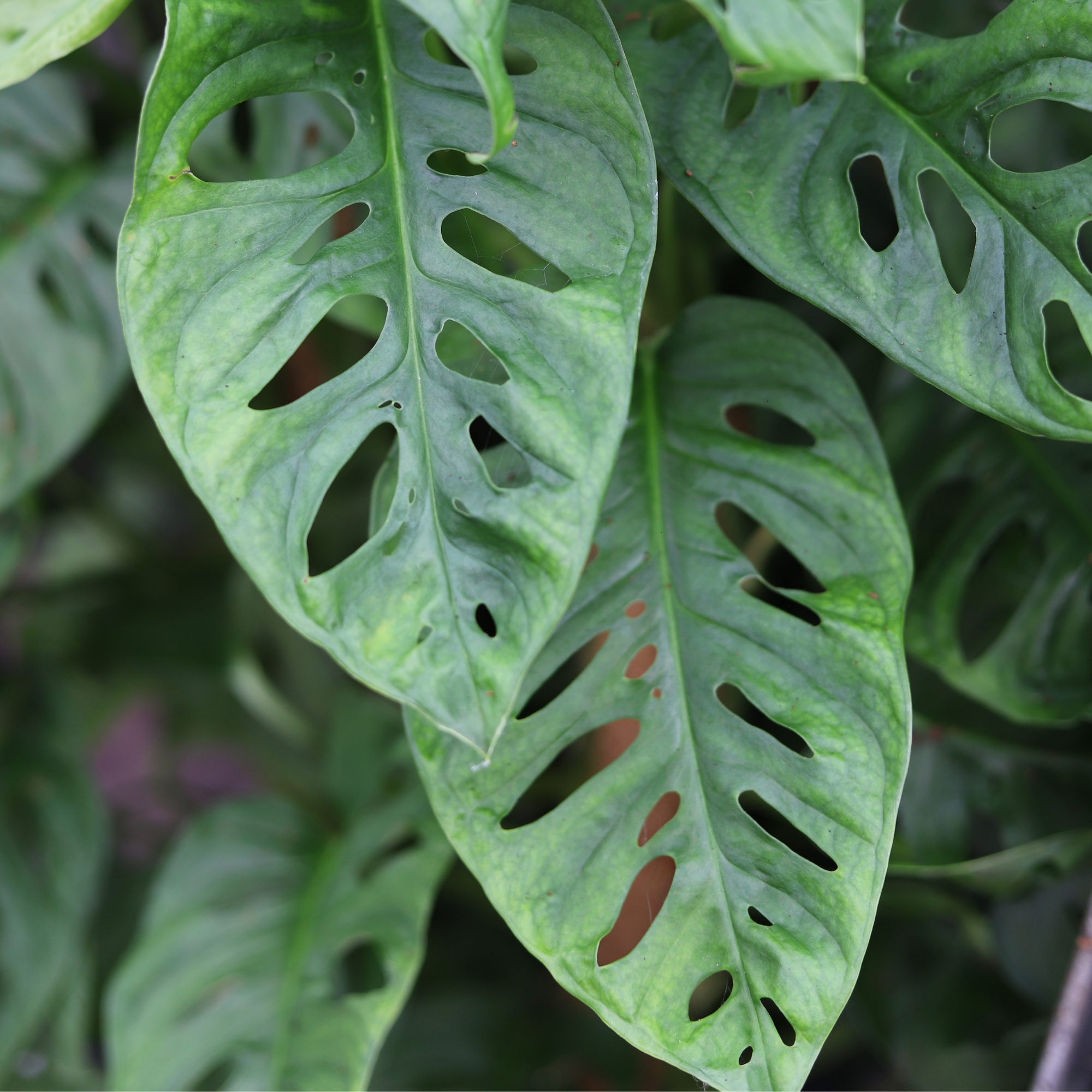 Monstera Adansonii