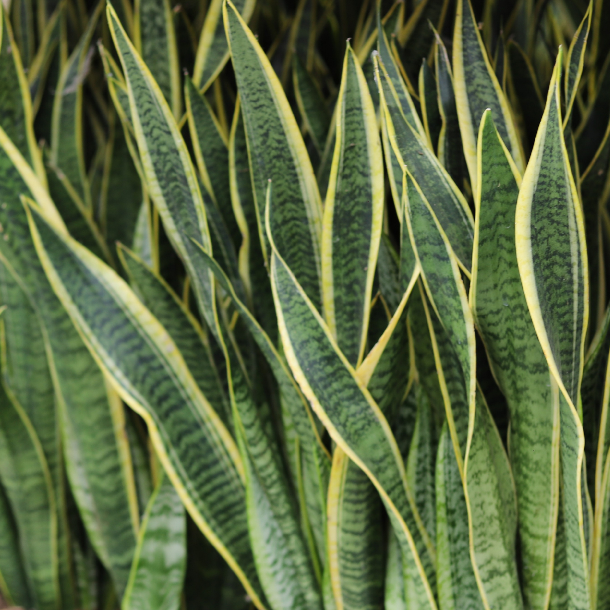 Sansevieria Laurentii