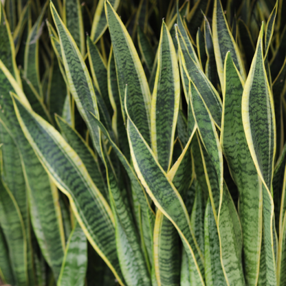 Sansevieria Laurentii
