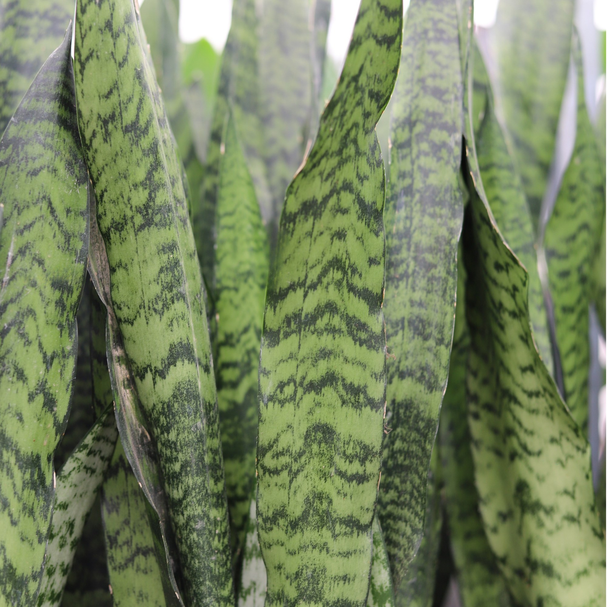 Sansevieria Zeylanica