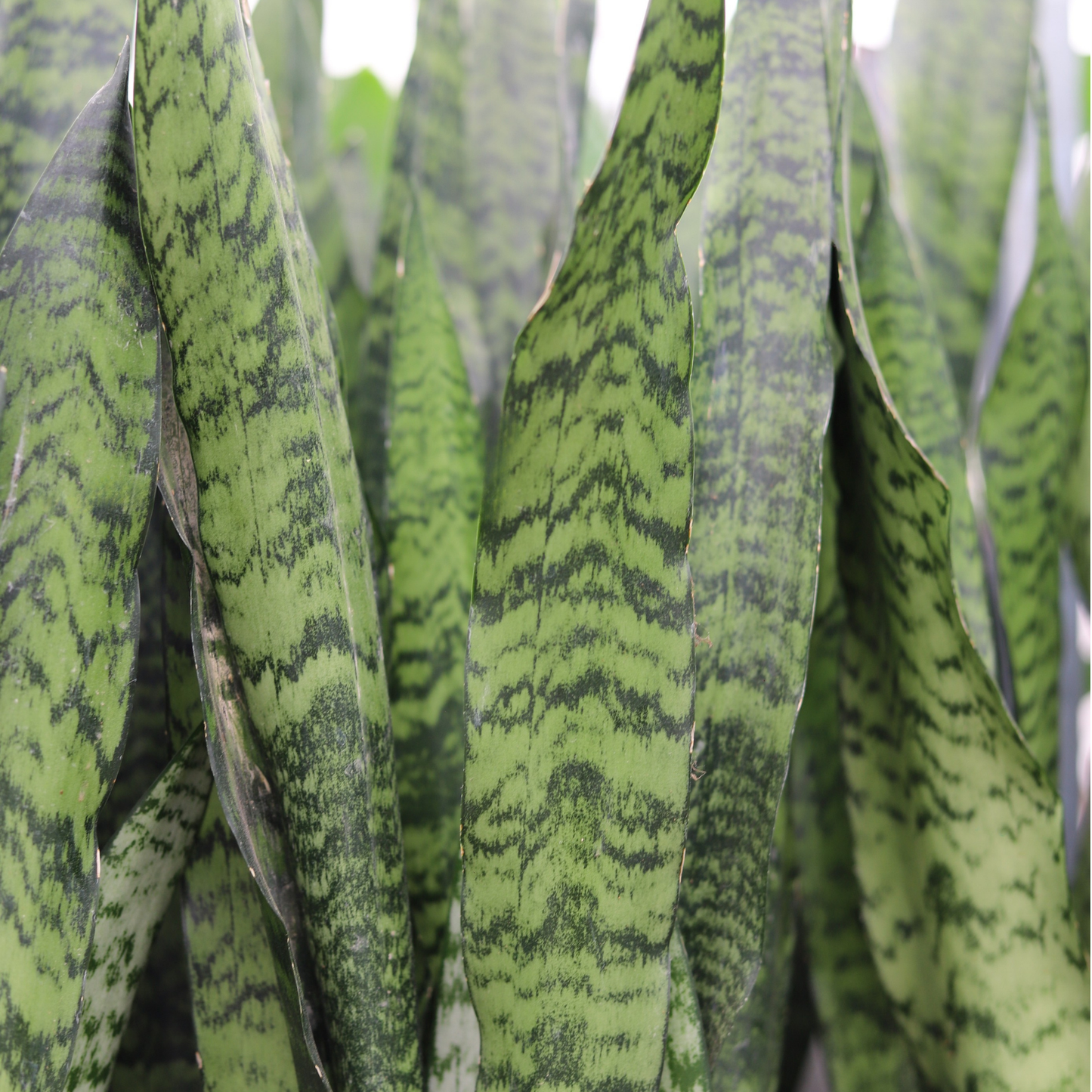 Sansevieria Zeylanica