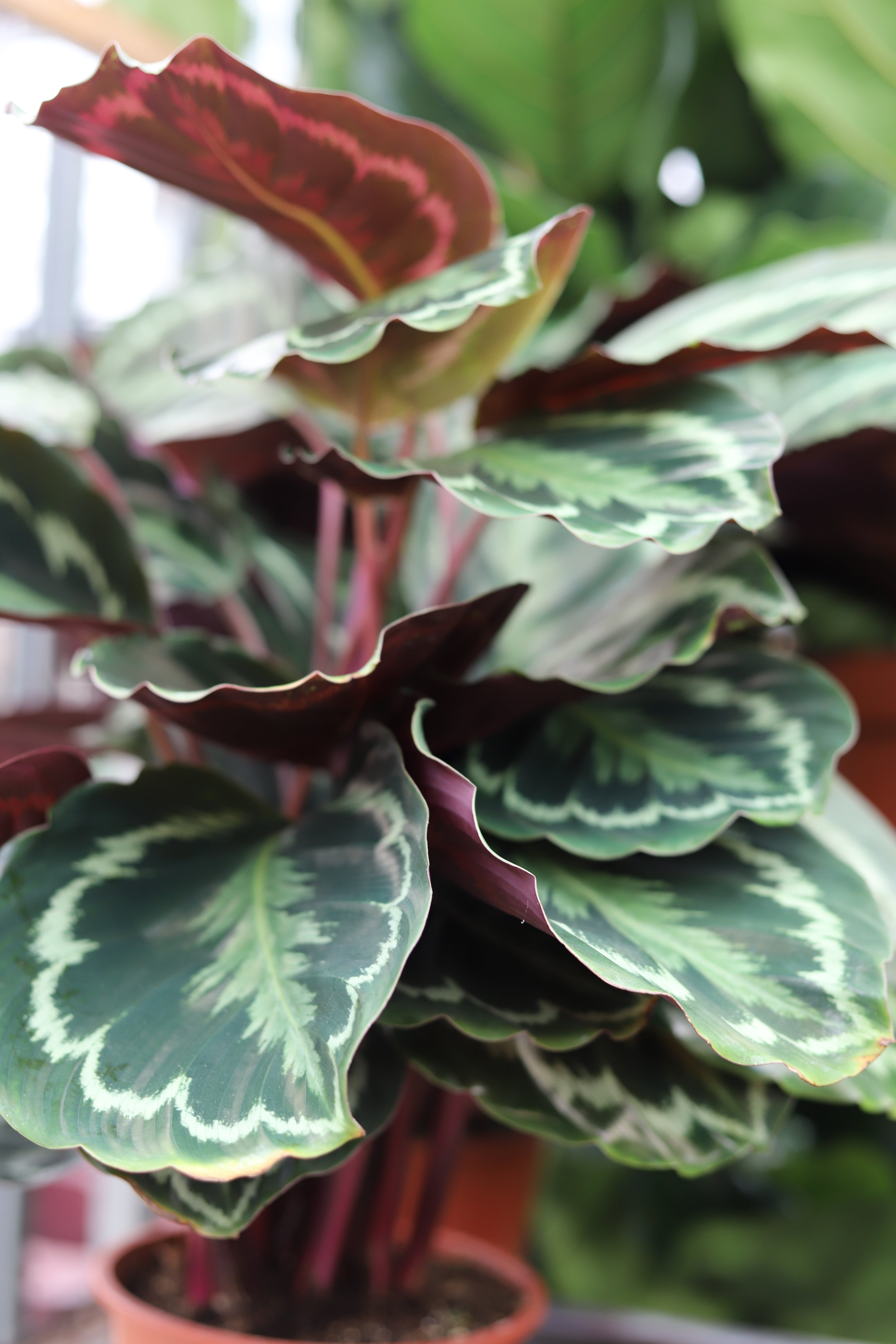 Calathea Medallion