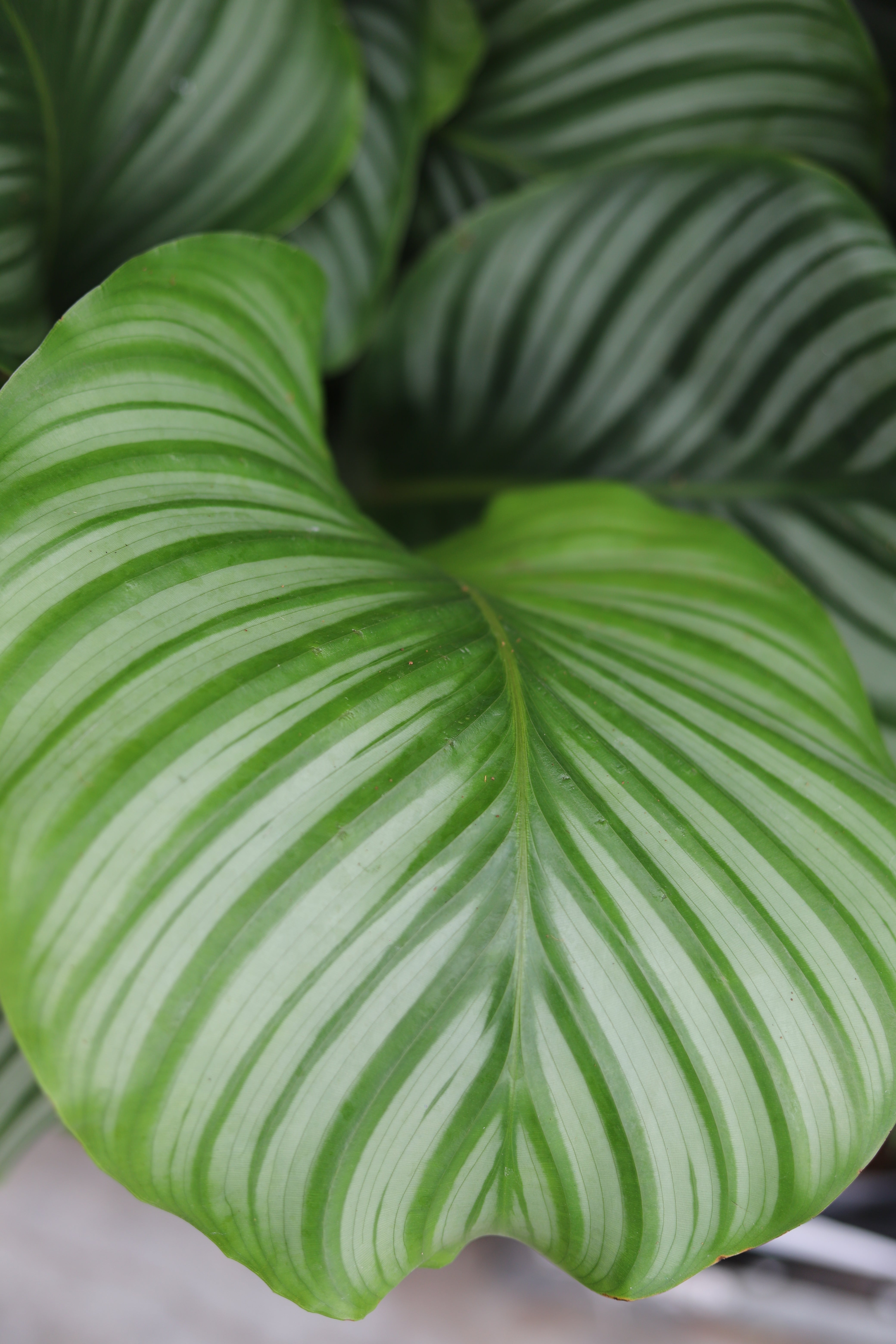 Calathea Orbifolia