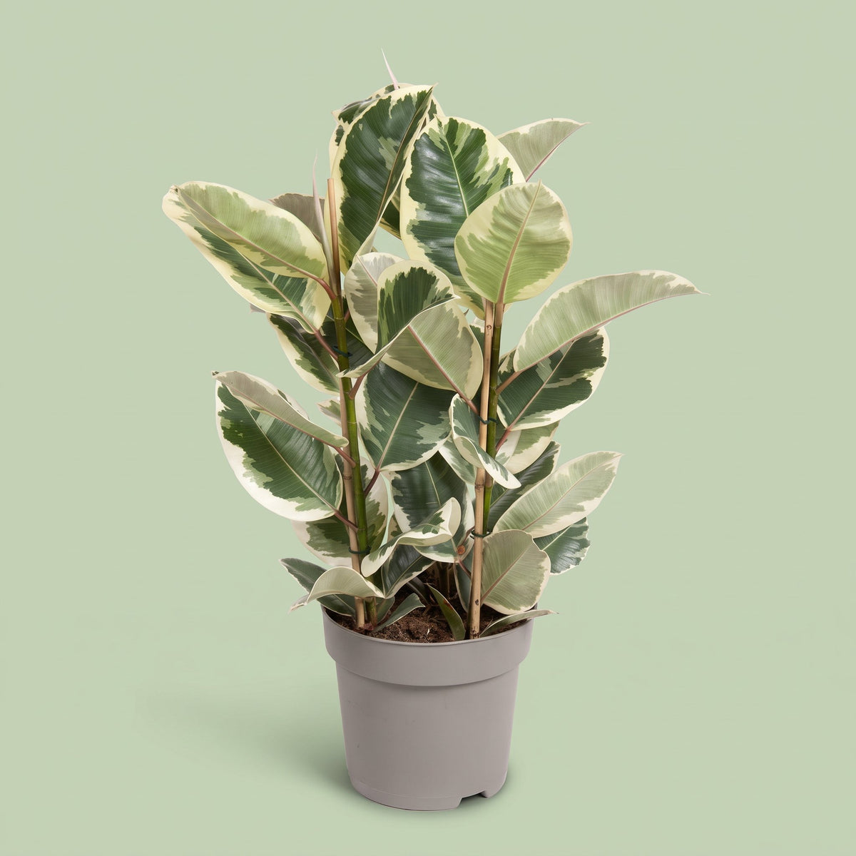Ficus Elastica Tineke