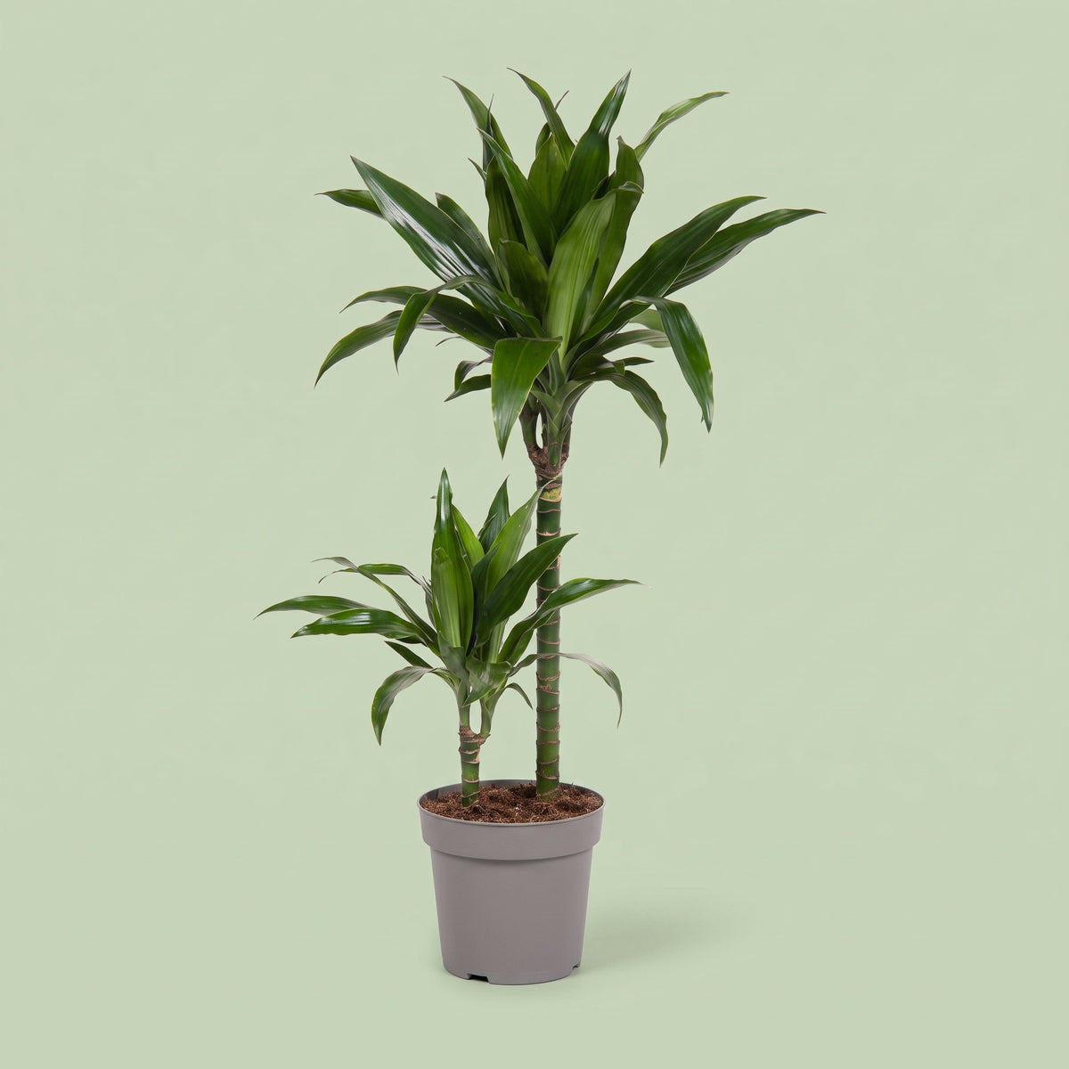 Dracaena Janet Craig
