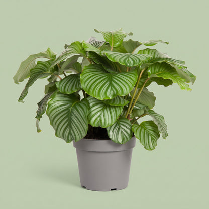 Calathea Orbifolia