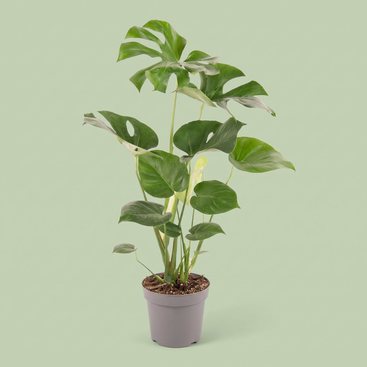 Monstera Deliciosa Bush