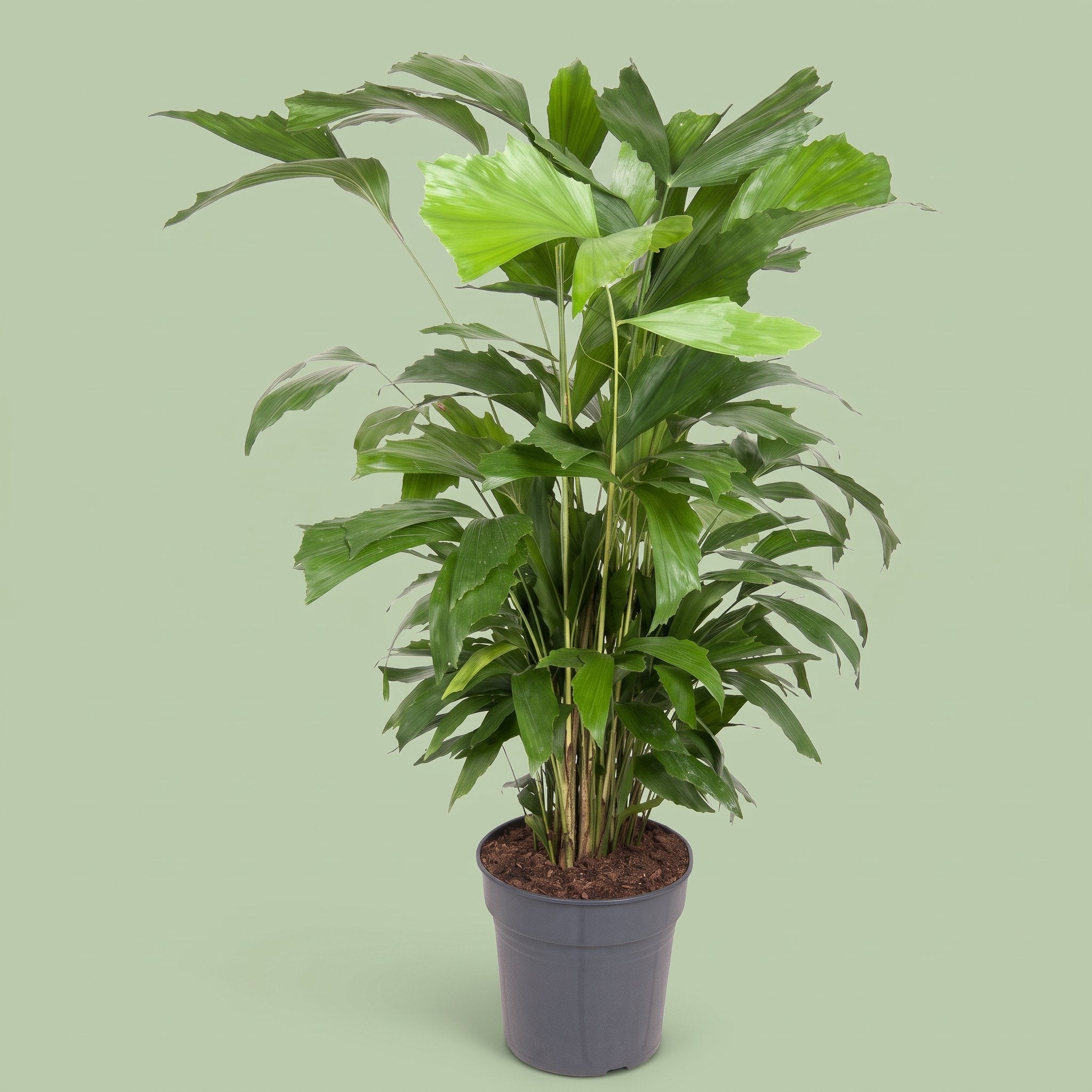 Caryota Mitis