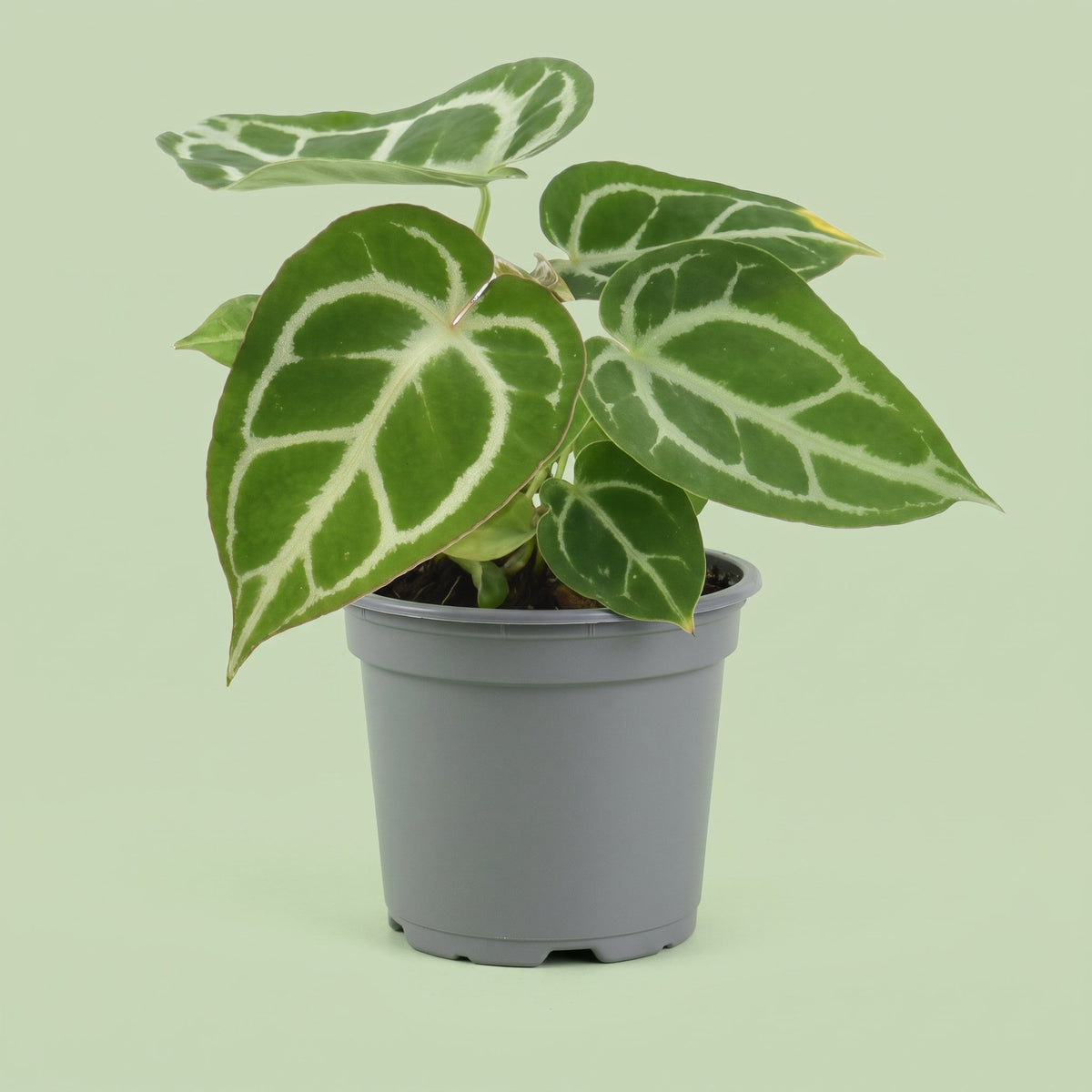 Anthurium Chrystallinum
