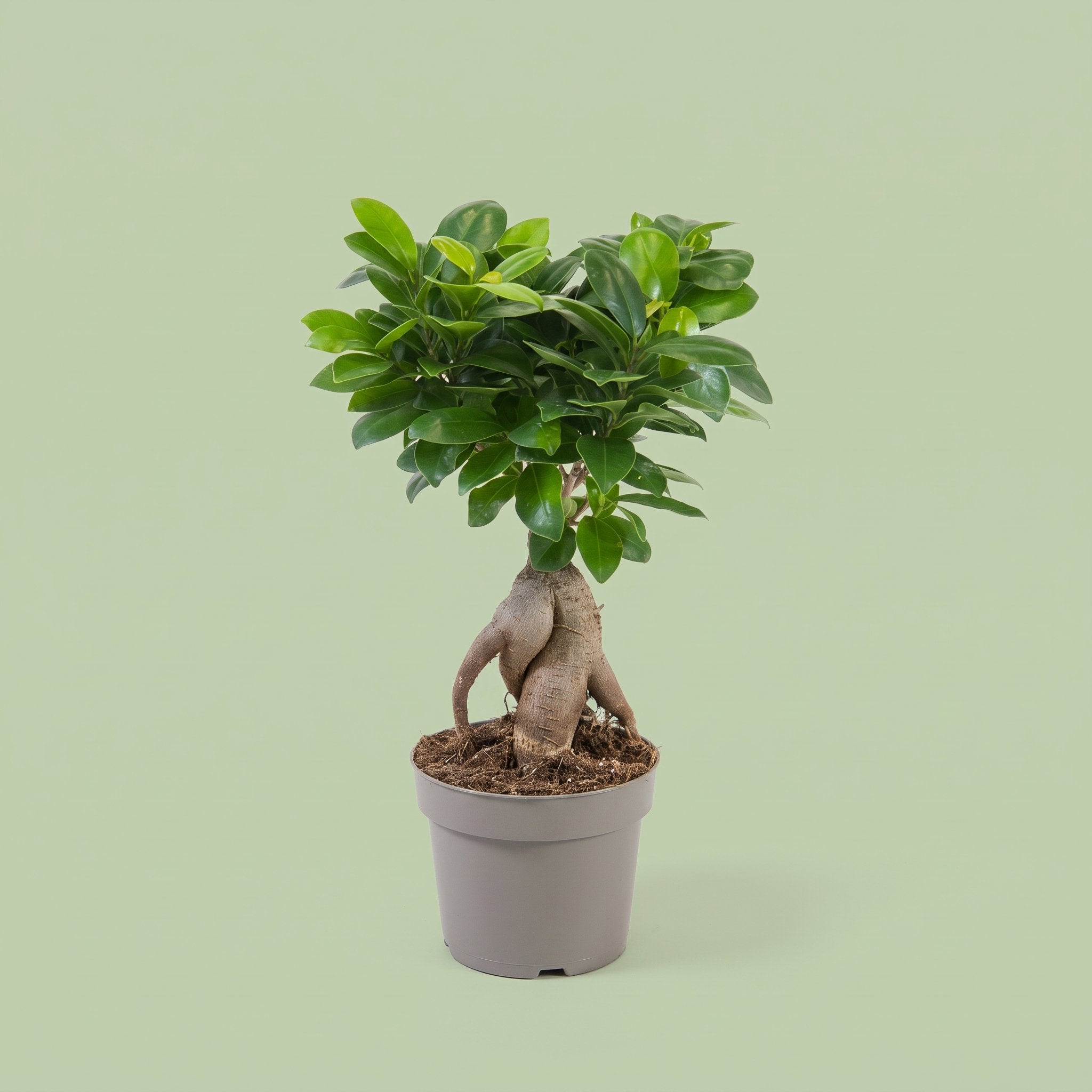 Ficus Ginseng