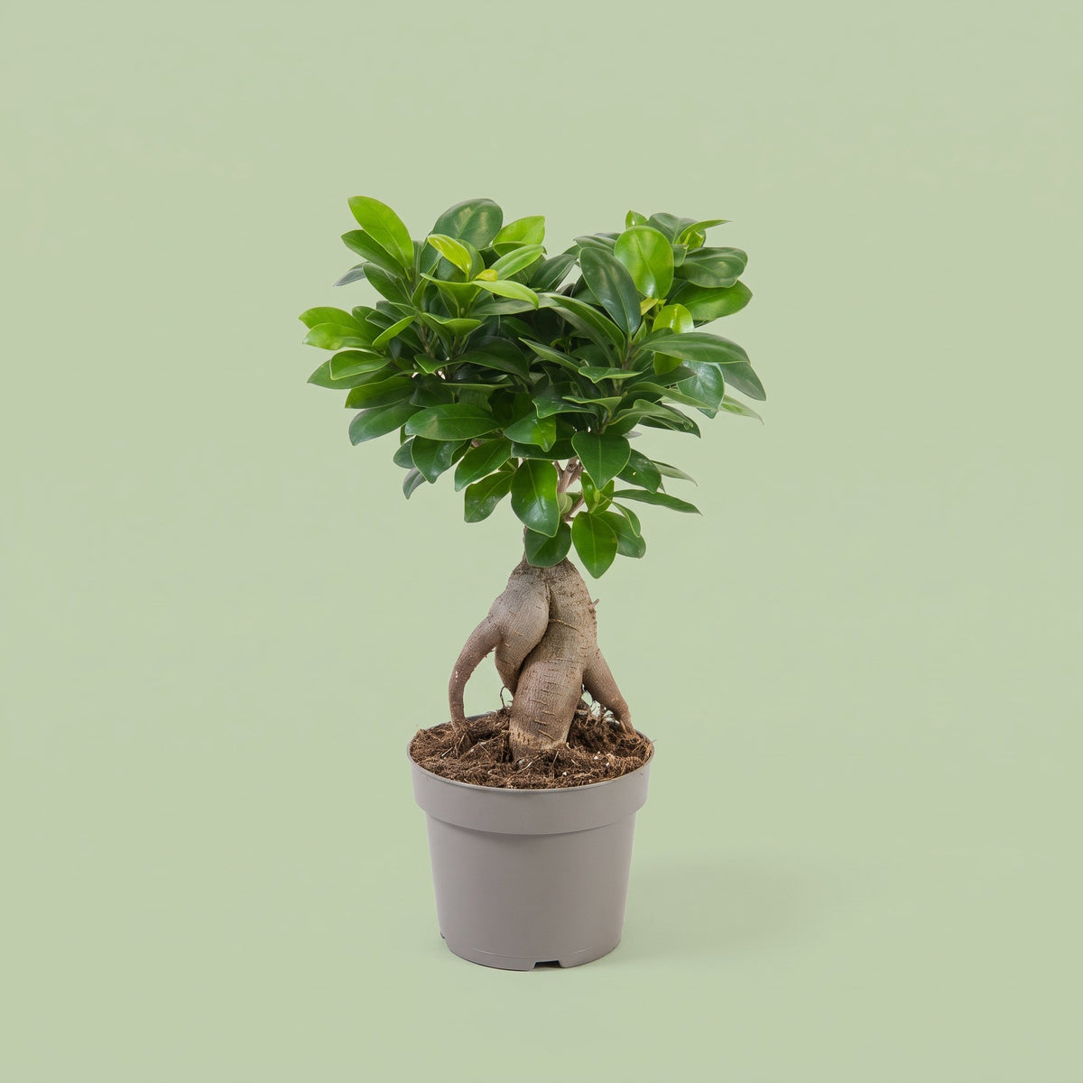Ficus Ginseng