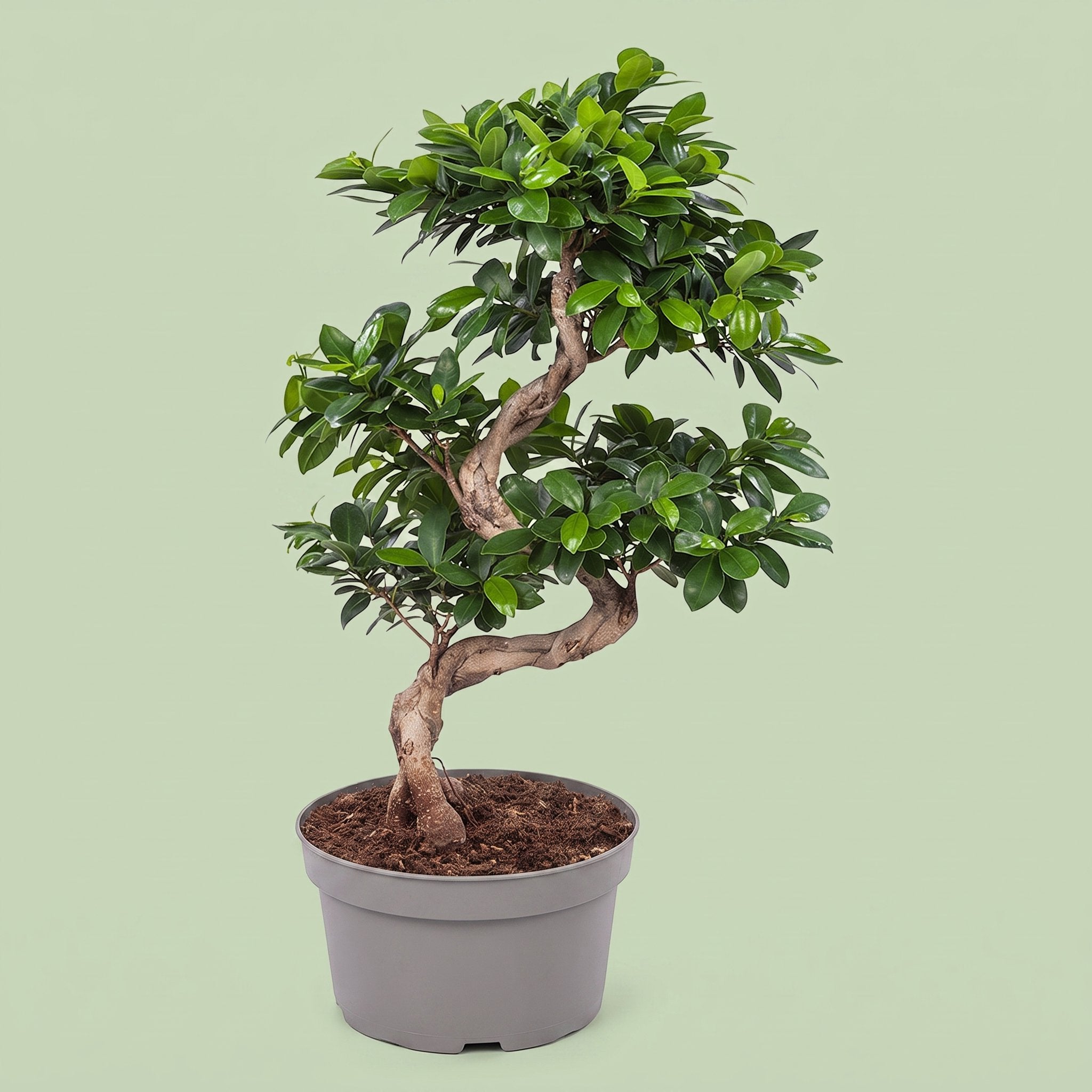 Ficus Ginseng