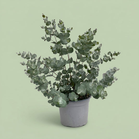 Eucalyptus Gunnii