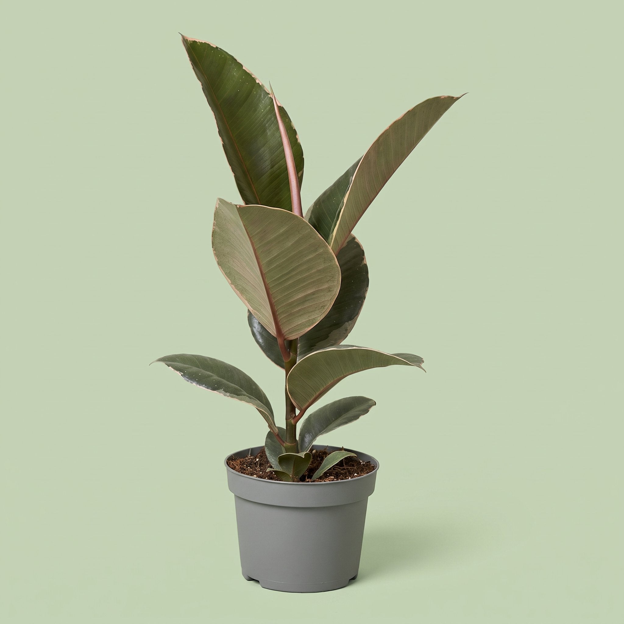 Ficus Elastica Tineke