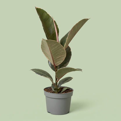 Ficus Elastica Tineke