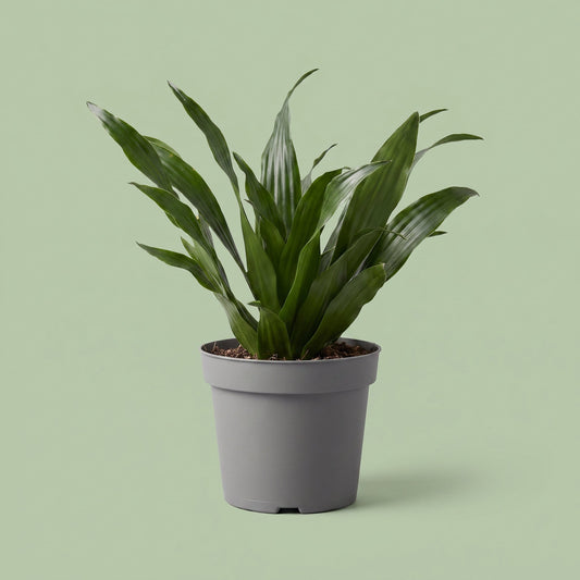 Dracaena compacta