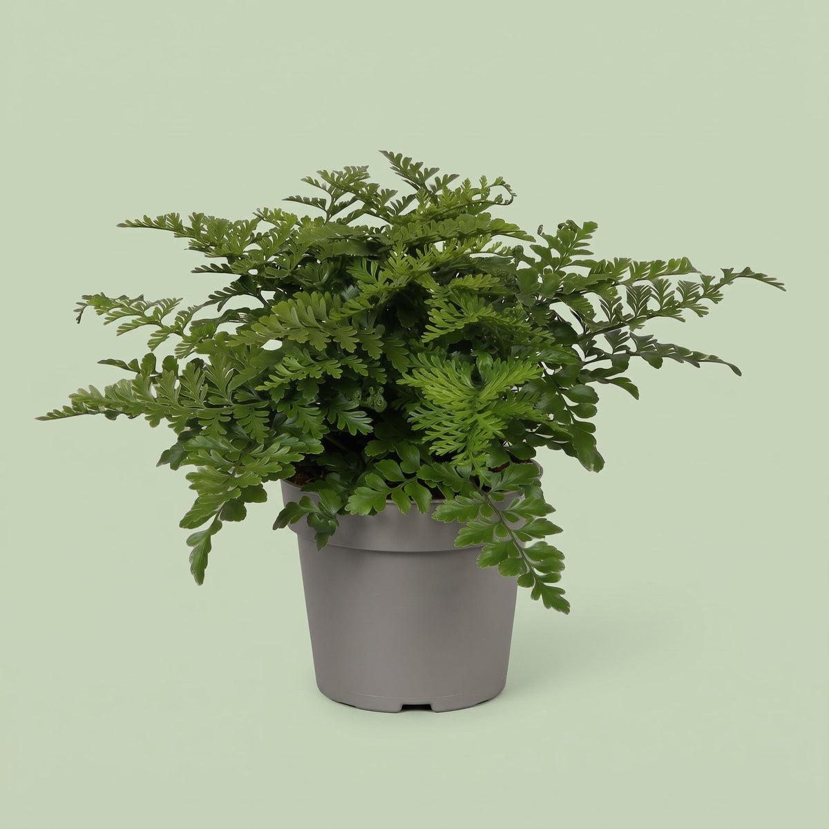 Asplenium Parvati