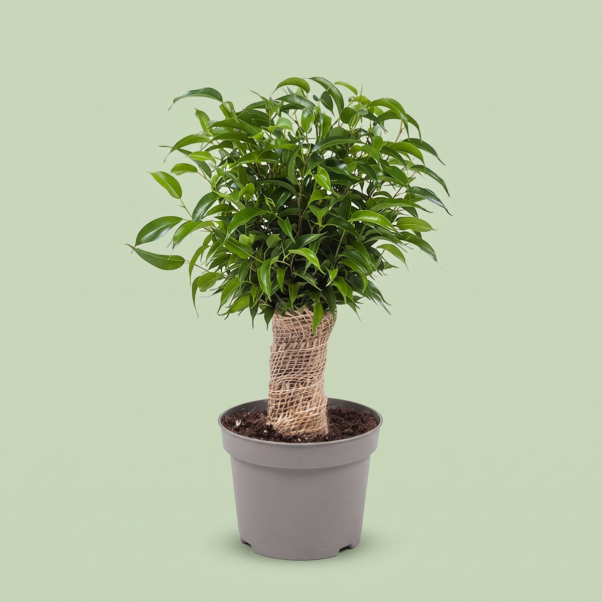 Ficus Natasja