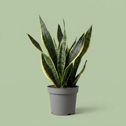 Sansevieria Black Coral